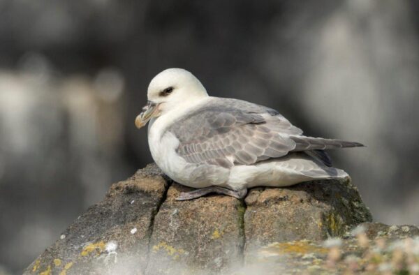 Seabird resting on rocky coast in Hebrides.