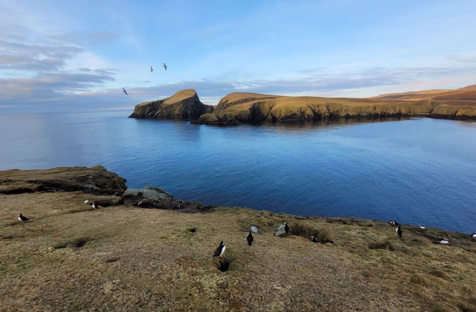 Stunning coastal scenery in the Hebrides with cliffs, calm waters, and seabirds flying overhead.