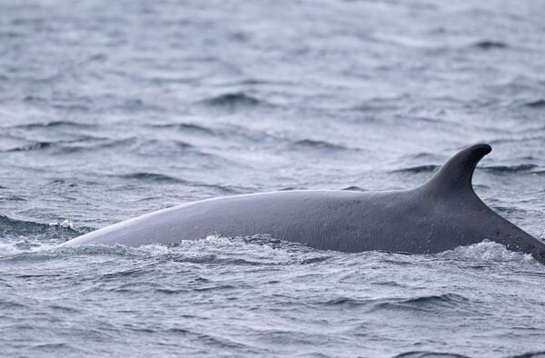Minke Whale