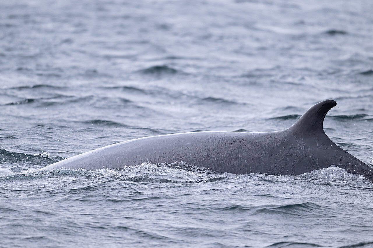 Minke Whale