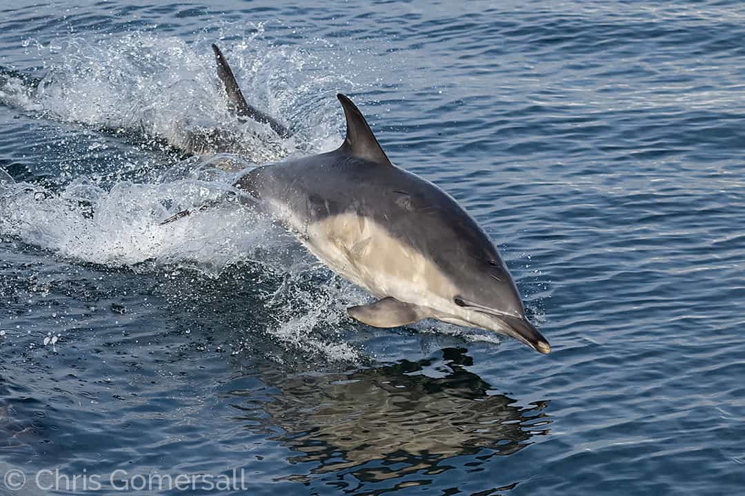 Common dolphin