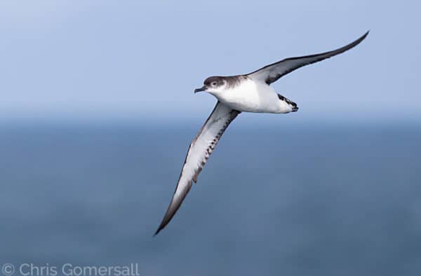 Seabird soaring over ocean in Hebrides, wildlife cruise Scotland.
