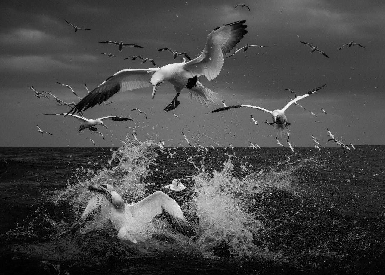 Northern Gannet (Morus bassanus) © Rachel Bigsby-25