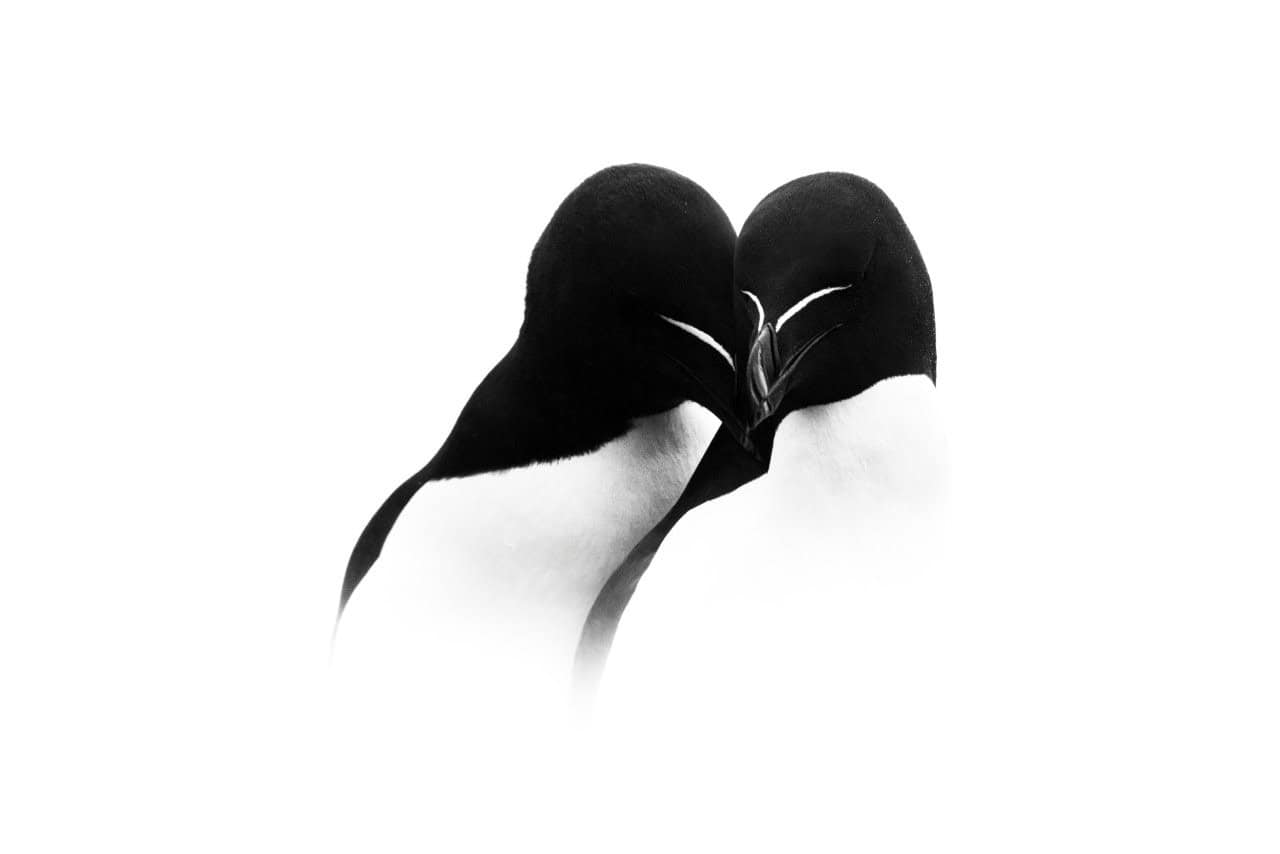 Razorbills (Alca torda), huddled in embrace, May 2021, Skomer Island, Wales. © Rachel Bigsby