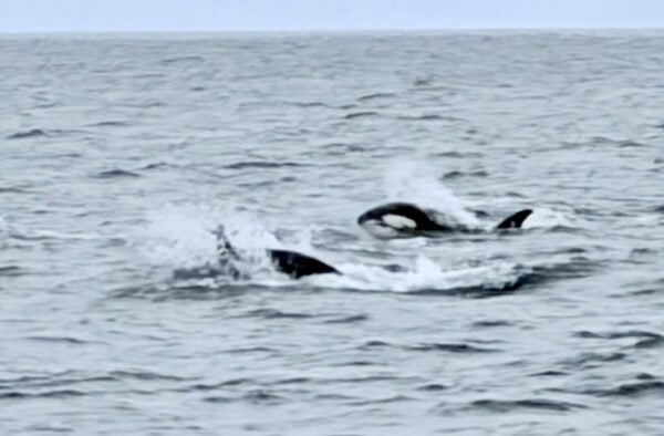 Orca encounter on board Hjalmar Bjorge, Hebridean Adventures cruise