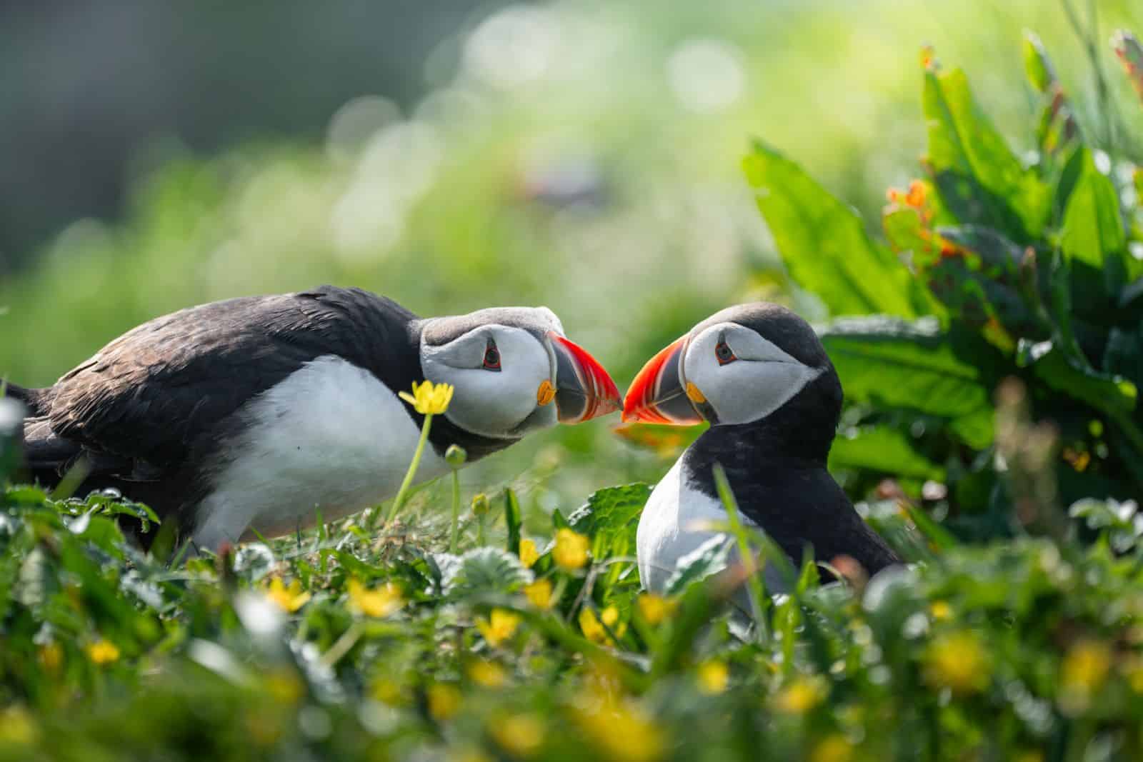 Puffin