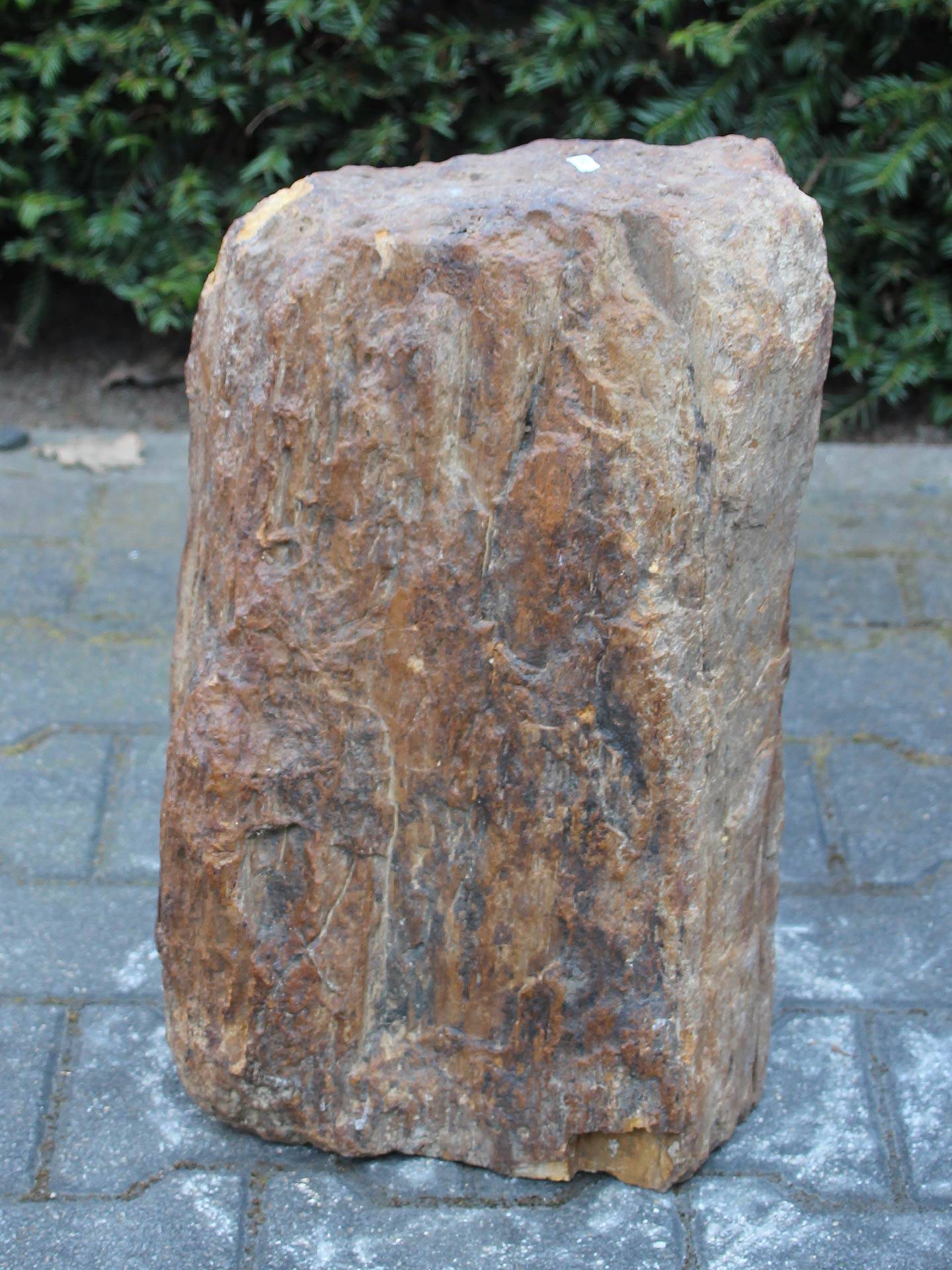 Versteend hout - Donkerbruin - Versteend hout - 48x30x18 cm - Afbeelding 3