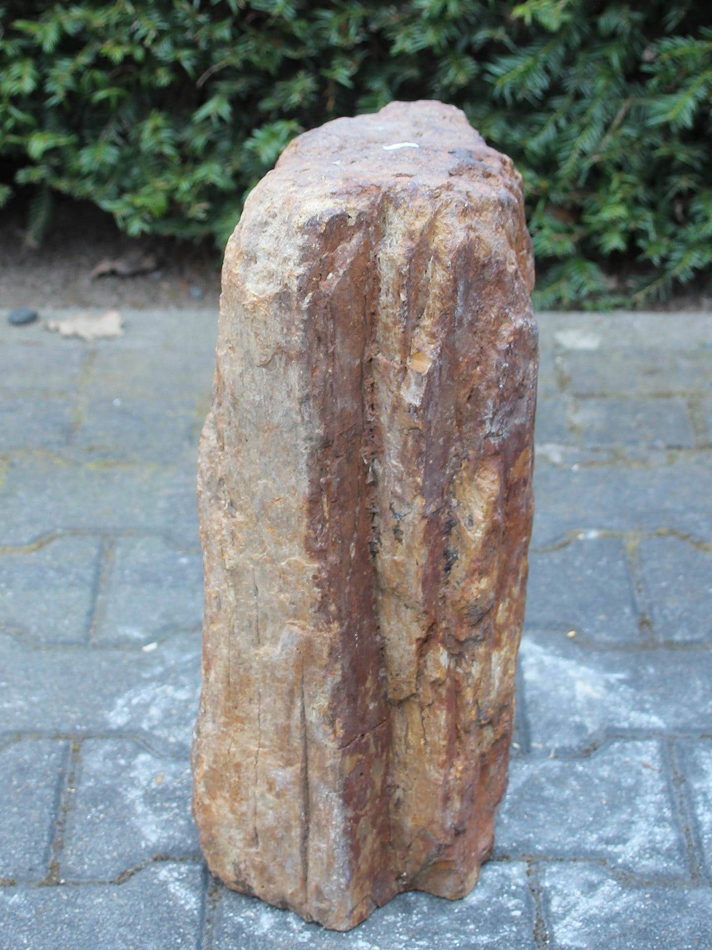 Versteend hout - Donkerbruin - Versteend hout - 48x30x18 cm - Afbeelding 4