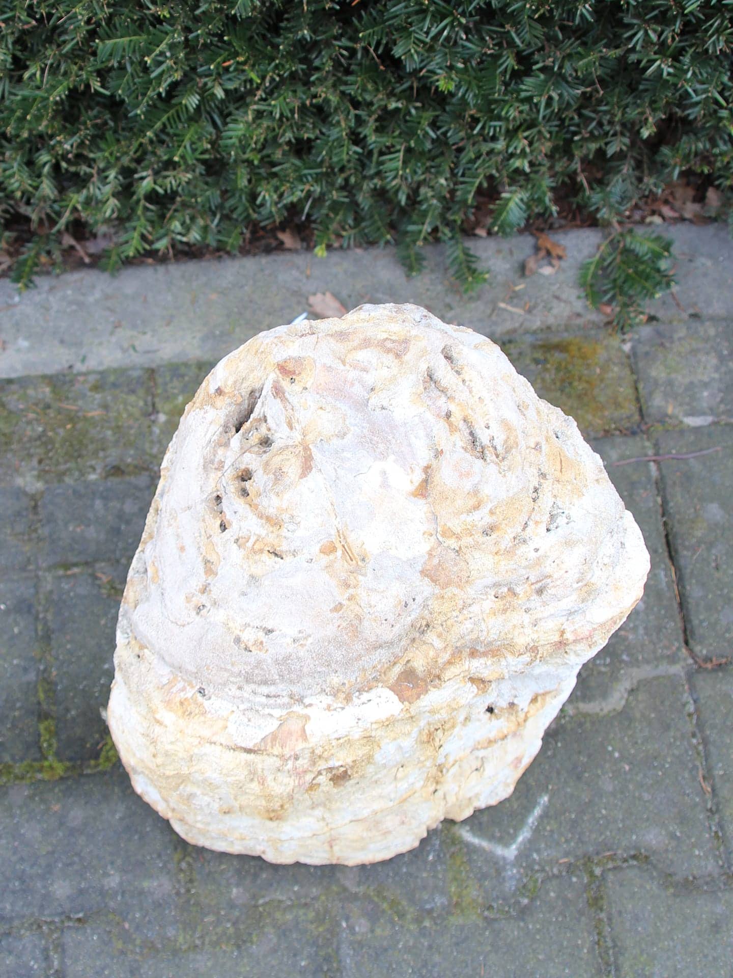 Versteend hout - Lichtbruin - Versteend hout - 40x32x23 cm - Afbeelding 2