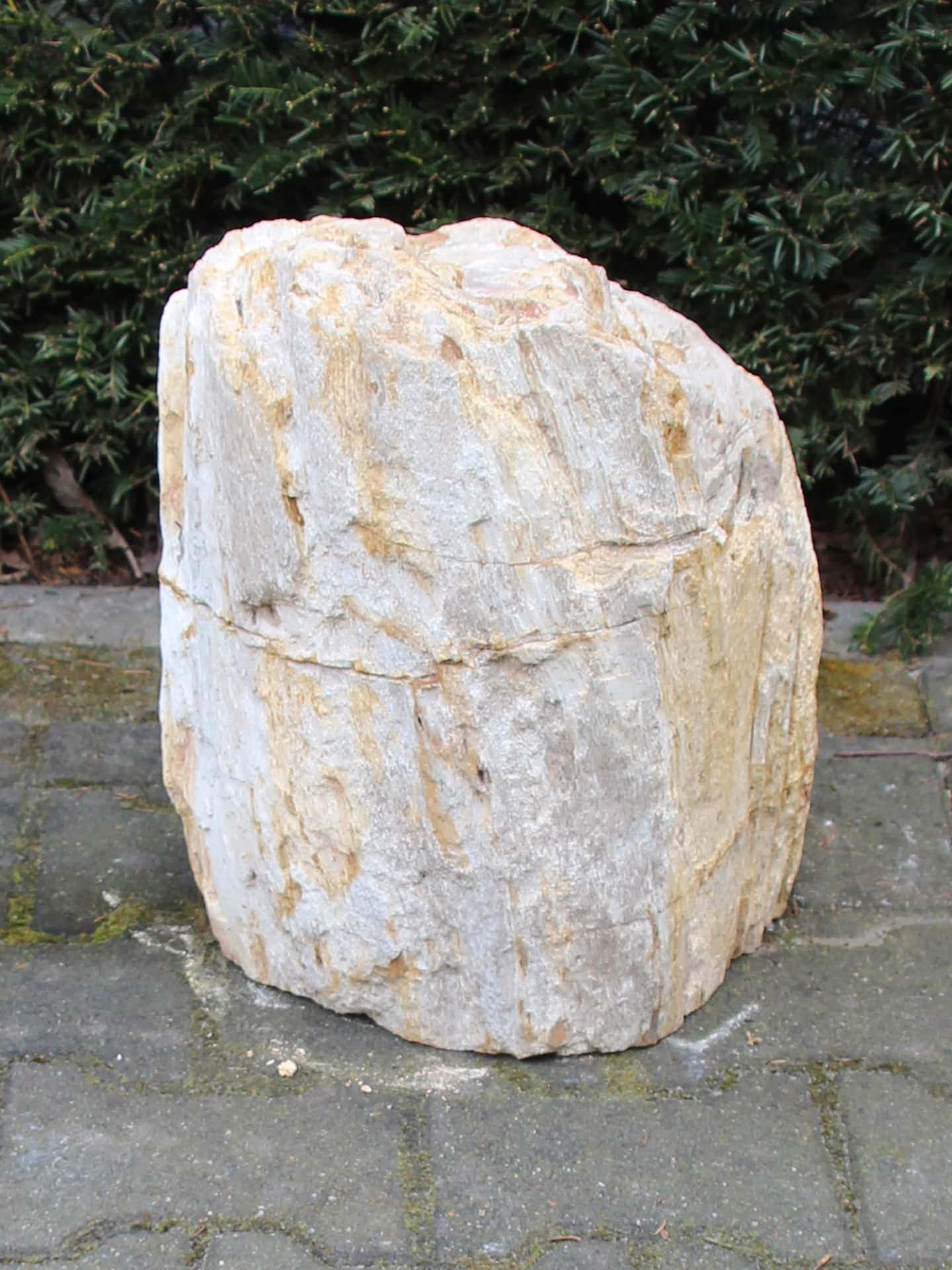 Versteend hout - Lichtbruin - Versteend hout - 40x32x23 cm - Afbeelding 3