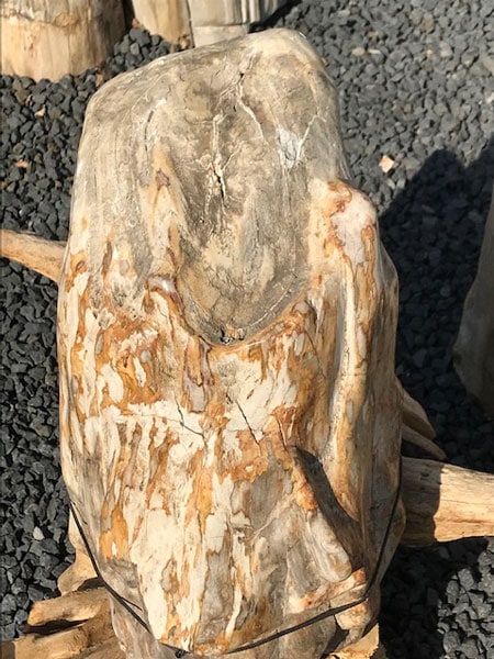 Versteend hout - Lichtbruin - Versteend hout - 55x38x33 cm