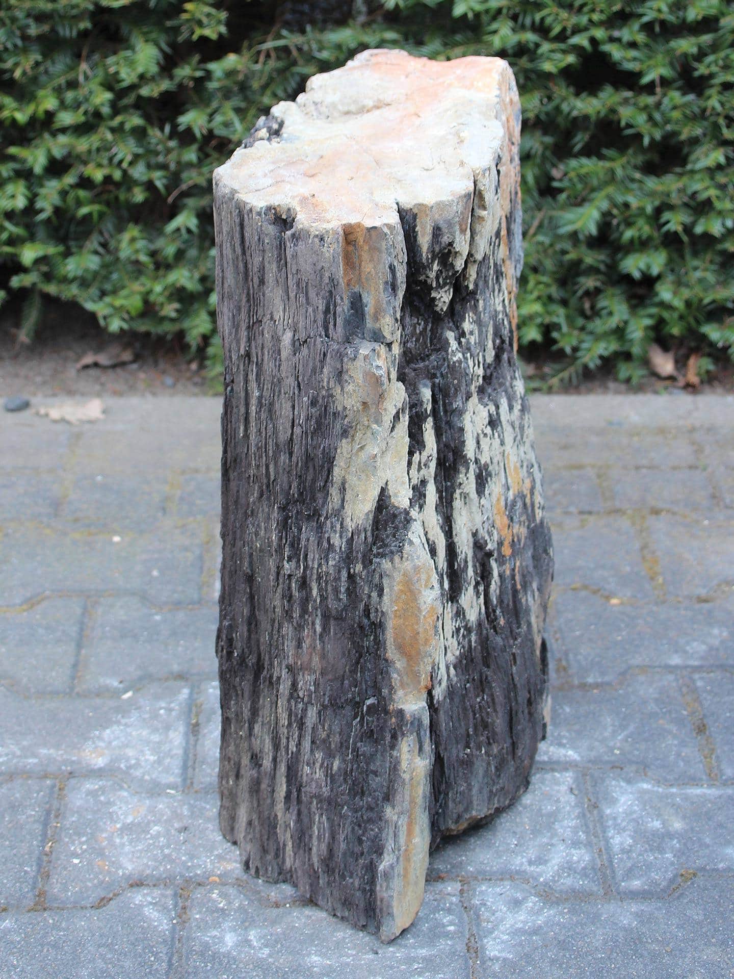 Versteend hout - Zwart - Versteend hout - 53x32x20 cm - Afbeelding 2