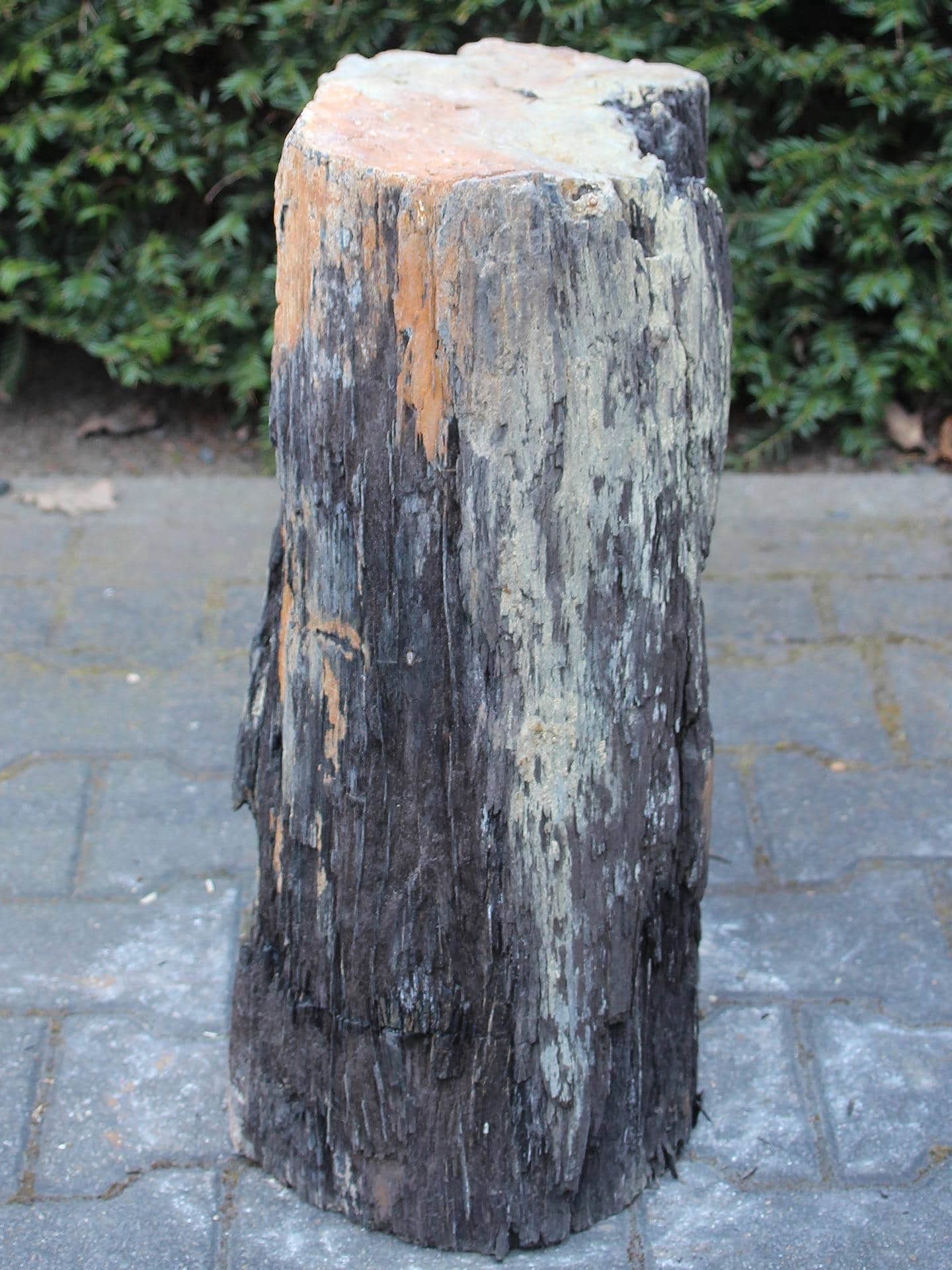 Versteend hout - Zwart - Versteend hout - 53x32x20 cm - Afbeelding 4