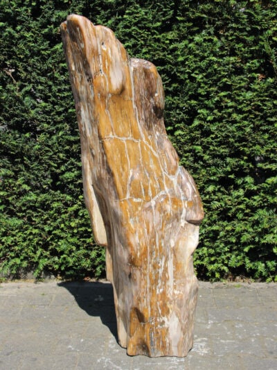 Versteend hout – Versteend hout – 123x43x22 cm
