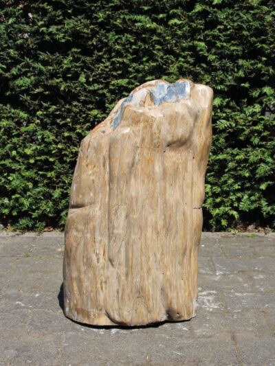 Versteend hout – Versteend hout – 58x36x19 cm