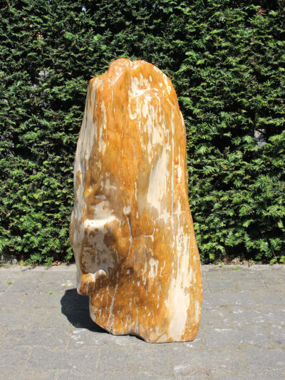 Versteend hout – Versteend hout – 85x38x22 cm