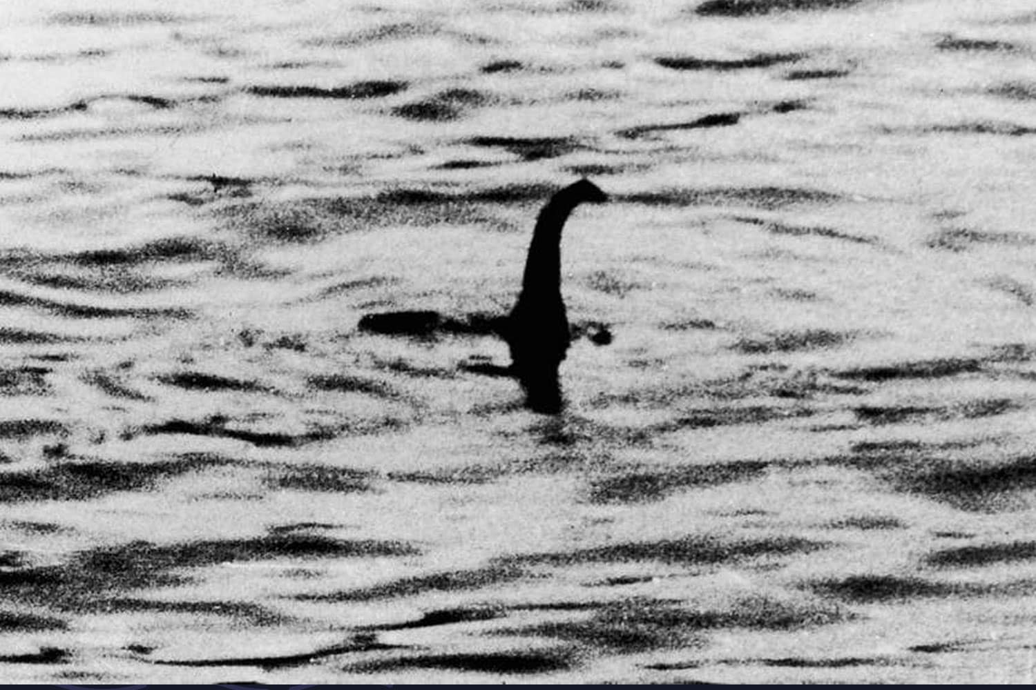 Seals swimming in the water at Highland Club Scotland.