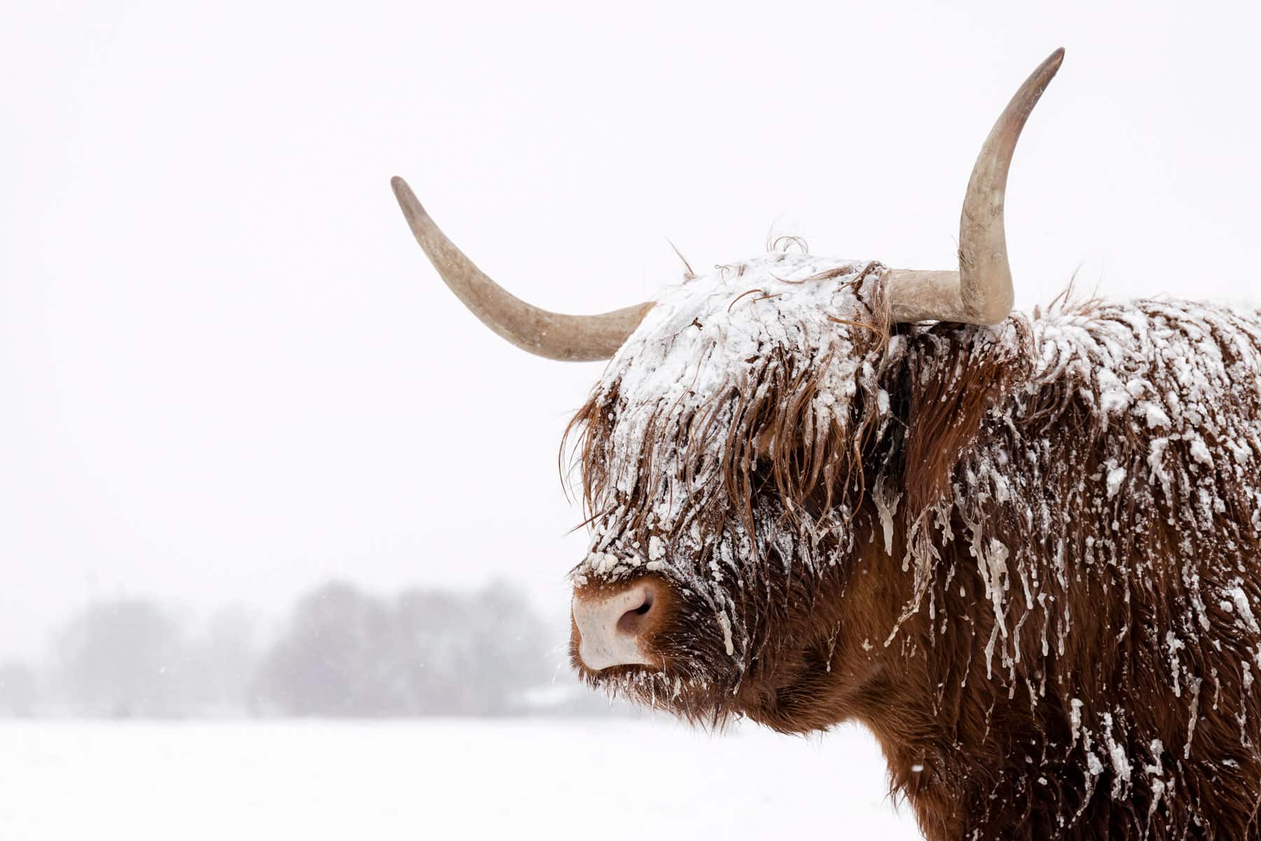 Highland cattle in snowy landscape, Scotland.