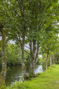 A lush riverside scene with mature trees and green grass in Highland, Scotland.
