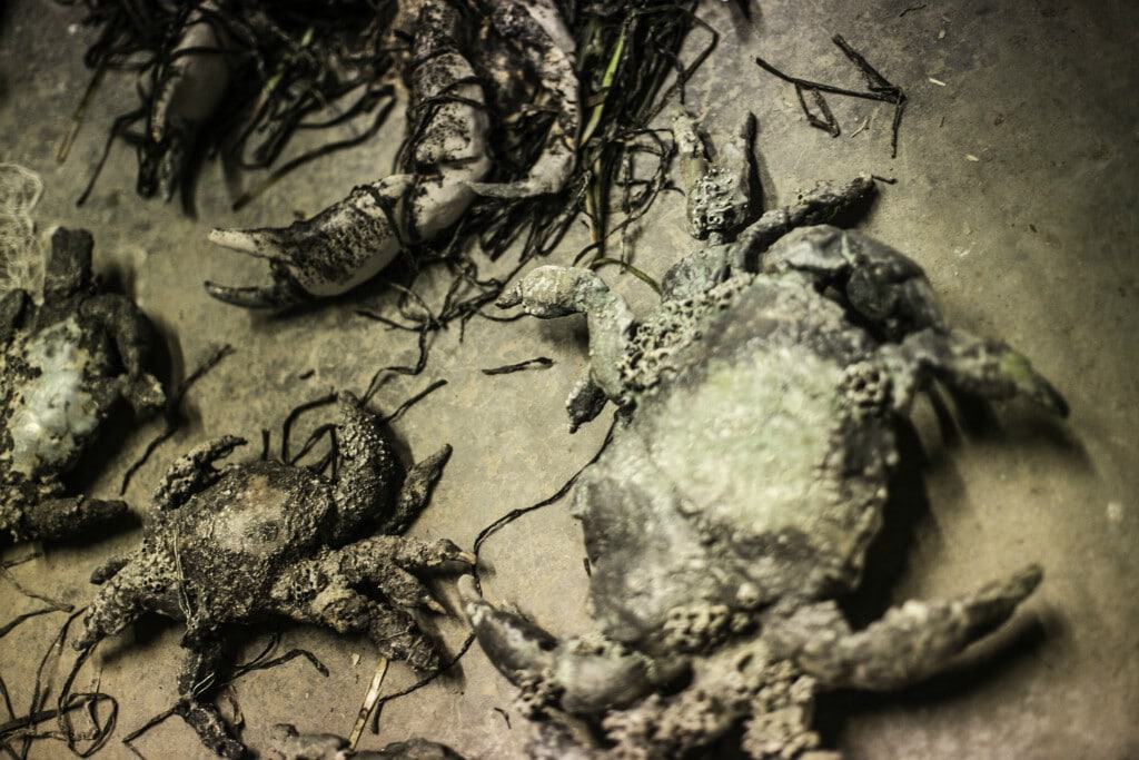 Dead crab on sandy beach with seaweed and rocks.