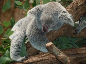  >thisisjustarandomplaceholder<koala- IP | Iberian Press® 