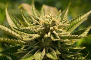 &nbsp;>thisisjustarandomplaceholder<cannabis- ip | Iberian Press®&nbsp;