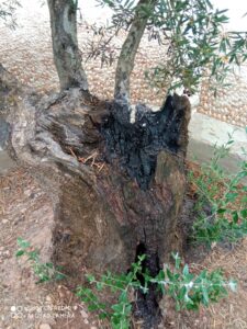 &nbsp;>thisisjustarandomplaceholder<WhatsApp-Image-2021-06-16-at-09.56.21 | Iberian Press®&nbsp;