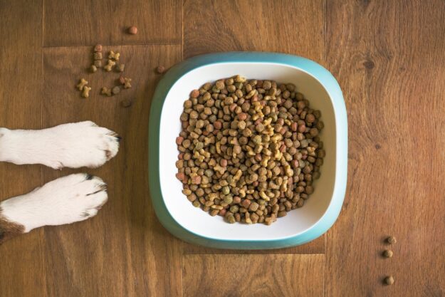 comida perros – IP