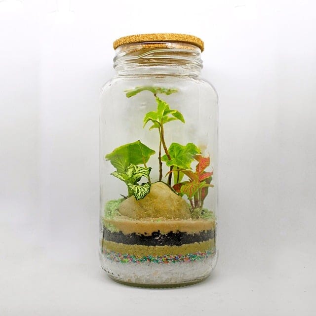 terrario – IP