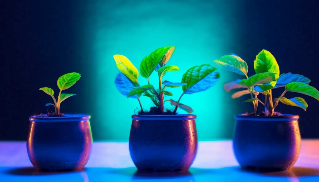 Decorar con plantas sin llenar la casa de verde