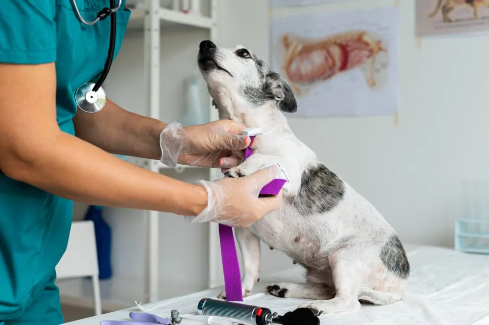 Veterinary clinician in teal scrubs bands a small white and gray dog on an examination table, with stethoscope nearby.