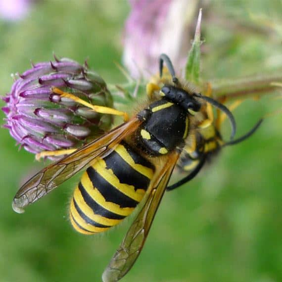 wasp on flower