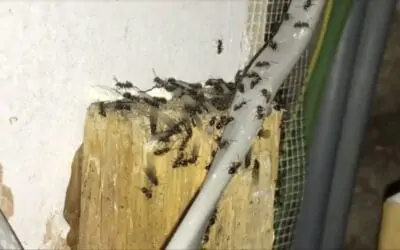 Black / Garden Ant Control – London