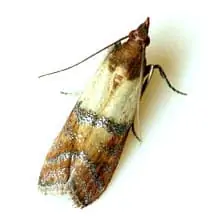 India Meal Moth