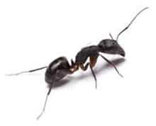 Ant Pest Control