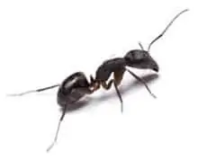 Ant Pest Control