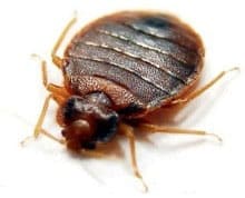Bedbug Pest Control