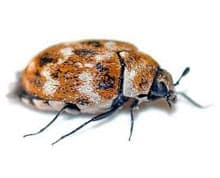 Carpet Beetles Pest Control