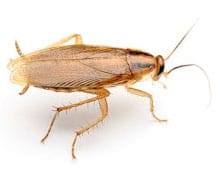 Cockroach Pest Control