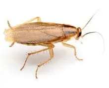 Cockroach Pest Control