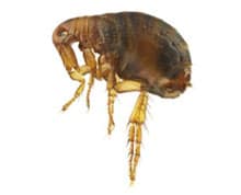 Flea Pest Control