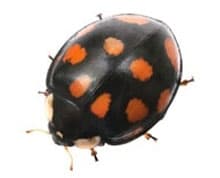 Harlequin Ladybird Pest Control