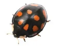 Harlequin Ladybird Pest Control