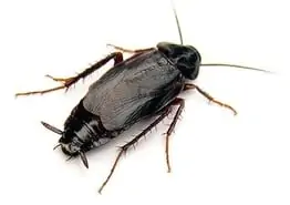 oriental cockroach