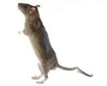 Rat Pest Control