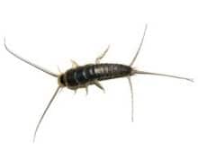Silverfish Pest Control