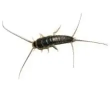 Silverfish Pest Control