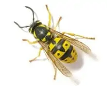 Wasp Pest Control