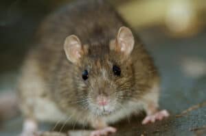 Brown Rat 