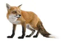 Fox